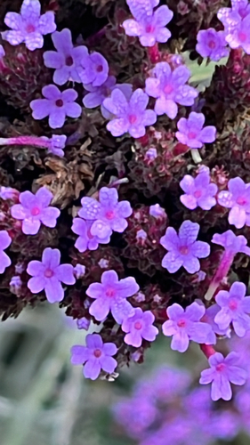 purpletop vervain