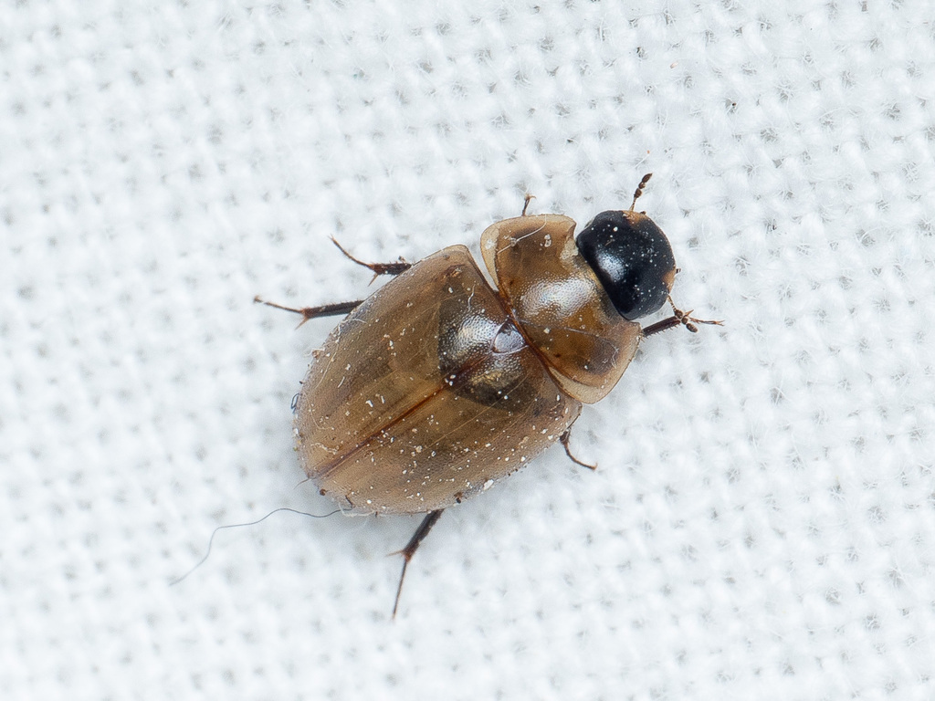 Enochrus melanocephalus