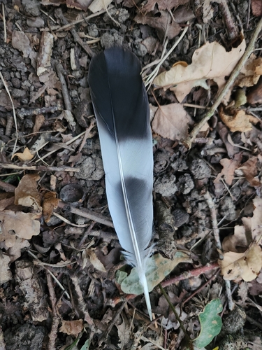 Common Wood-Pigeon