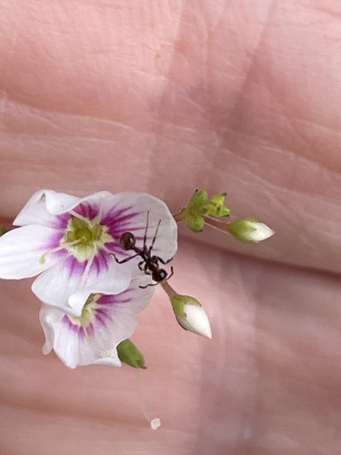 Veronica catarractae observed 2026-09-26