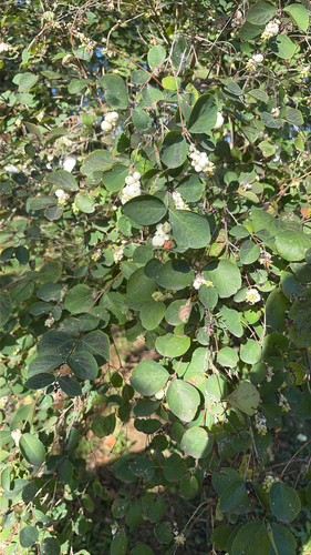 Common Snowberry