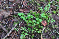 Cardamine oligosperma