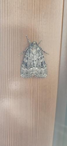 Svensson's Copper Underwing