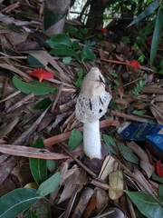 Phallus atrovolvatus