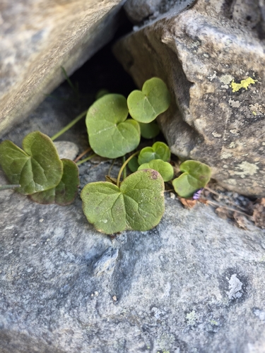 alpine sorrel