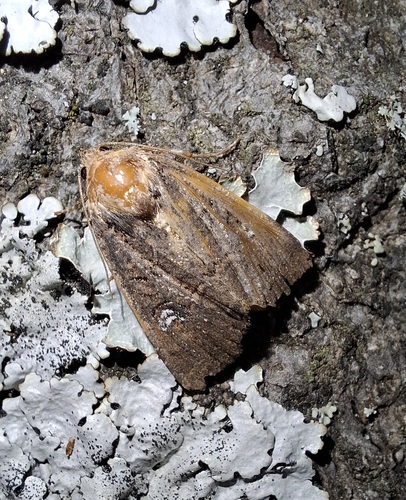 Mesapamea secalis