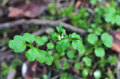 Cardamine oligosperma
