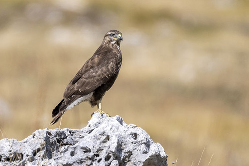 Common Buzzard