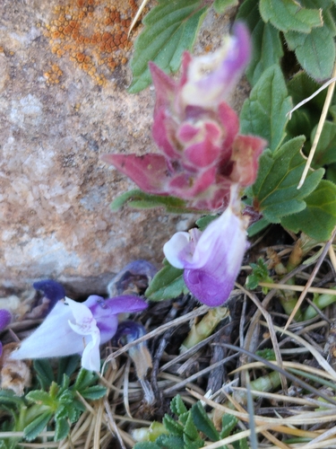 Alpine Skullcap