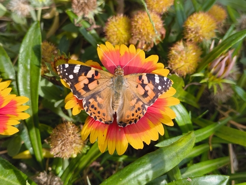 Painted Lady