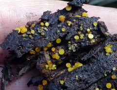 Crocicreas