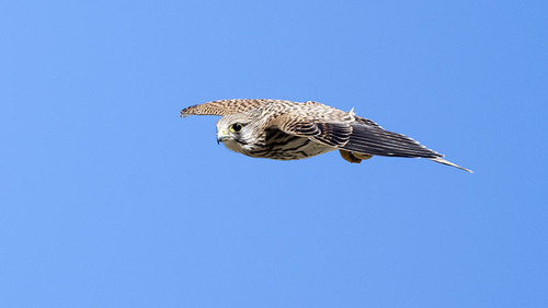 Eurasian Kestrel