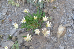 Anthyllis vulneraria alpestris