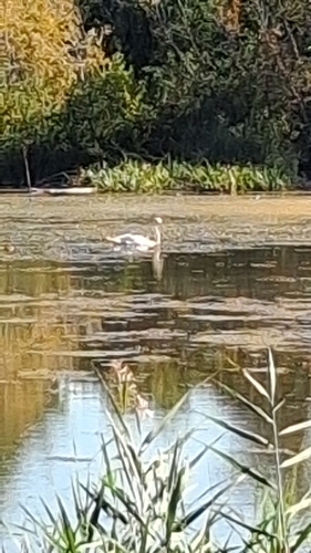 Mute Swan