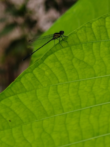 Marsh Dancer