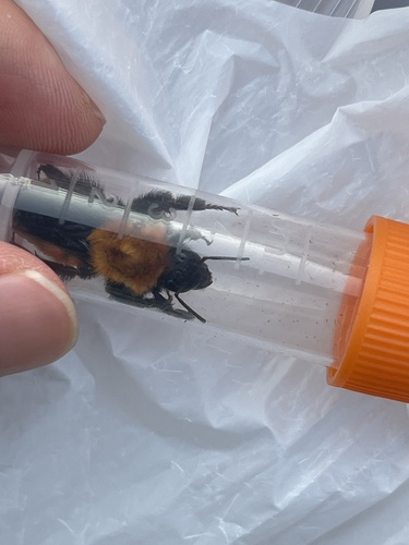 Black-sided Bumble Bee
