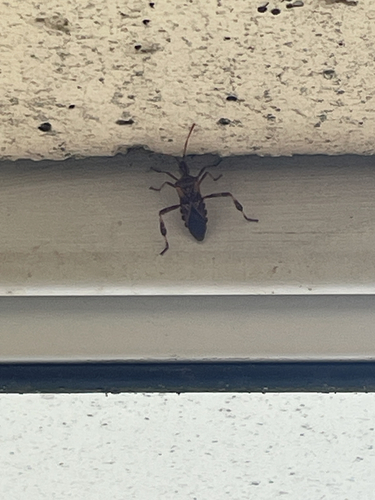 Western Conifer Seed Bug