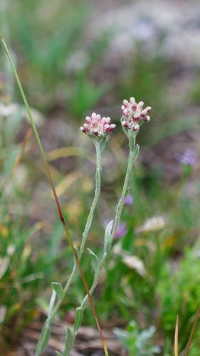 Antennaria rosea, photograph 2