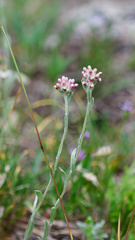 Antennaria rosea, photograph (c) Daughter Dad, some rights reserved (CC BY)