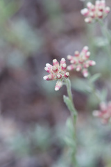 Antennaria rosea