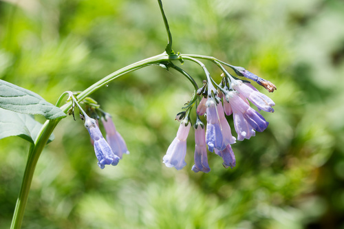 Mertensia ciliata