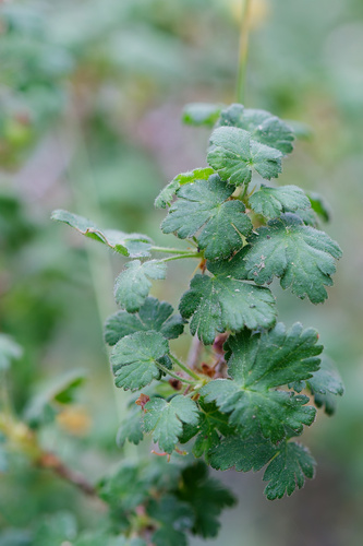 Ribes montigenum, photograph 1