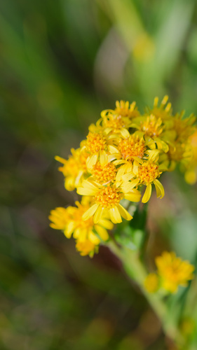 Solidago multiradiata