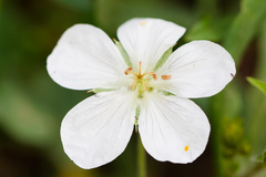 Geranium richardsonii