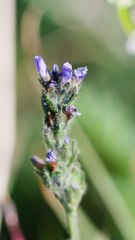 Veronica wormskjoldii, photograph (c) Daughter Dad, some rights reserved (CC BY)
