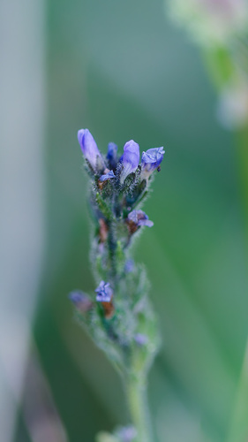 Veronica wormskjoldii
