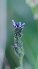 Veronica wormskjoldii
