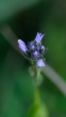 Veronica wormskjoldii, photograph (c) Daughter Dad, some rights reserved (CC BY)