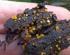 Crocicreas