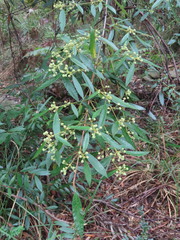 Callicoma serratifolia