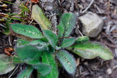 Hieracium albiflorum