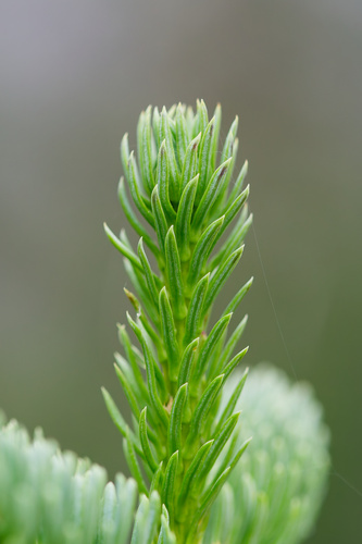 Abies lasiocarpa