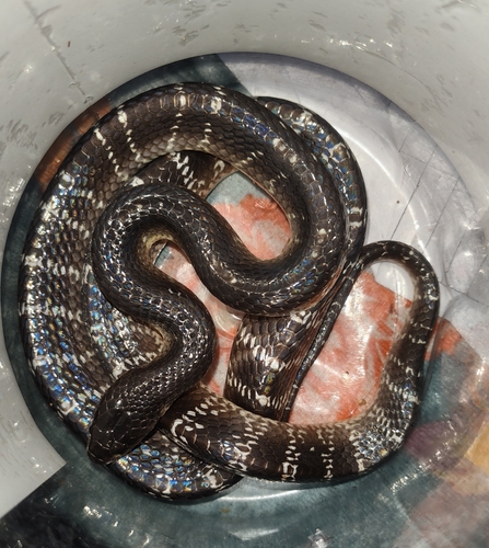 Common Krait