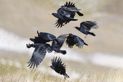 Red-billed Chough