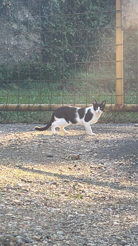 Domestic Cat