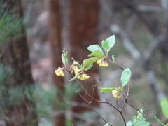 Pittosporum revolutum