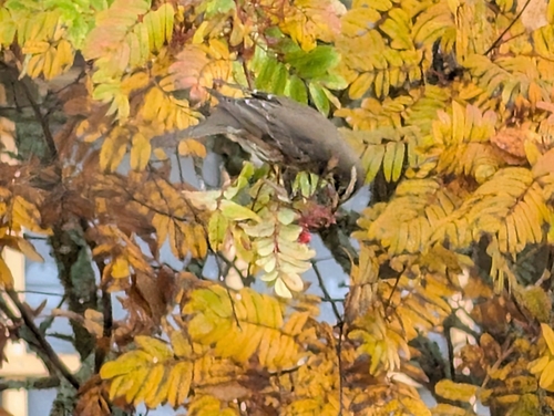 Redwing