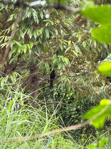 Greater Racket-tailed Drongo