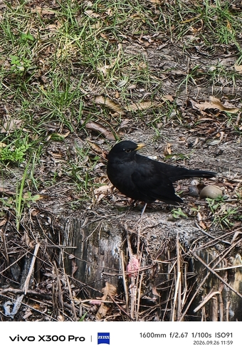 Chinese Blackbird