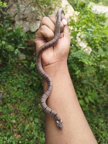 Russell's Kukri Snake