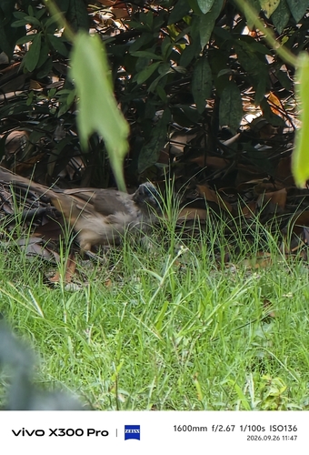 Masked Laughingthrush