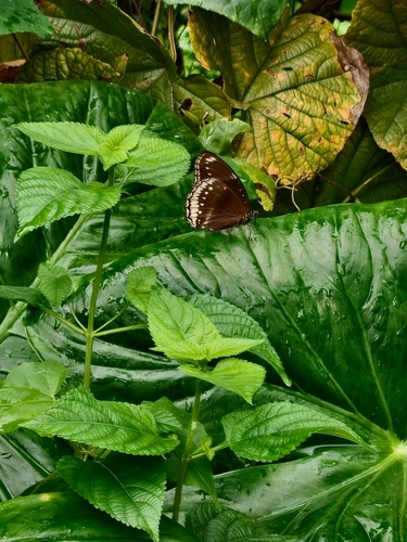 Great Eggfly