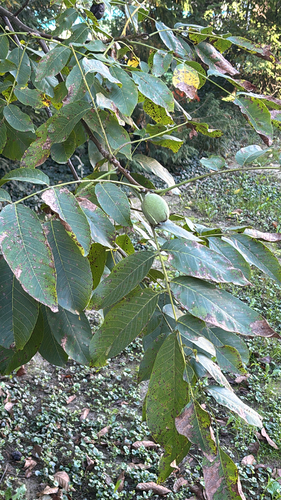 Persian walnut