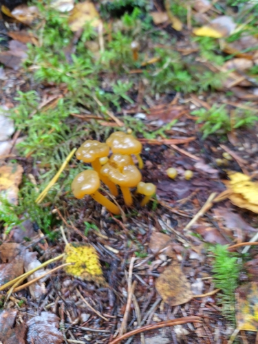 Ochre Jelly Club