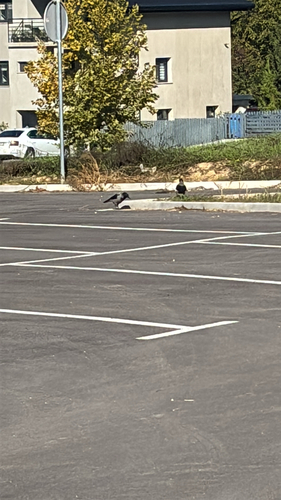 Hooded Crow