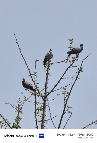 Feral Pigeon